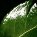 Soleil vert - Nature and Animal Photography