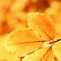 The smell of sunshine - Nature and Animal Photography