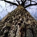 Texture - Nature and Animal Photography