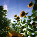 Tournesols - Nature and Animal Photography