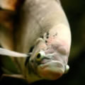Tronche - Nature and Animal Photography