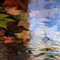  - Nature and Animal Photography