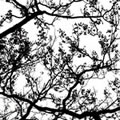 Zen - Nature and Animal Photography