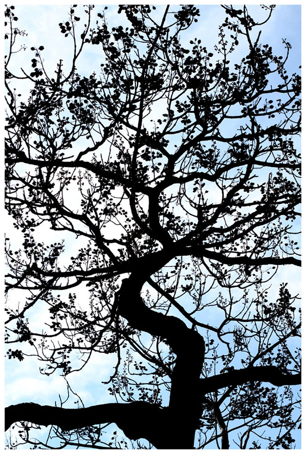 Roots in the air 5 - Photographie nature et animaux