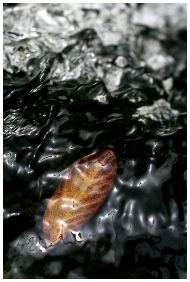 What lies beneath - Nature and Animal Photography