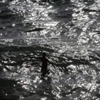 M�ditation maritime - Photographie ombre et lumi�re