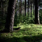 Si naturellement artificiel... - Landscape photography