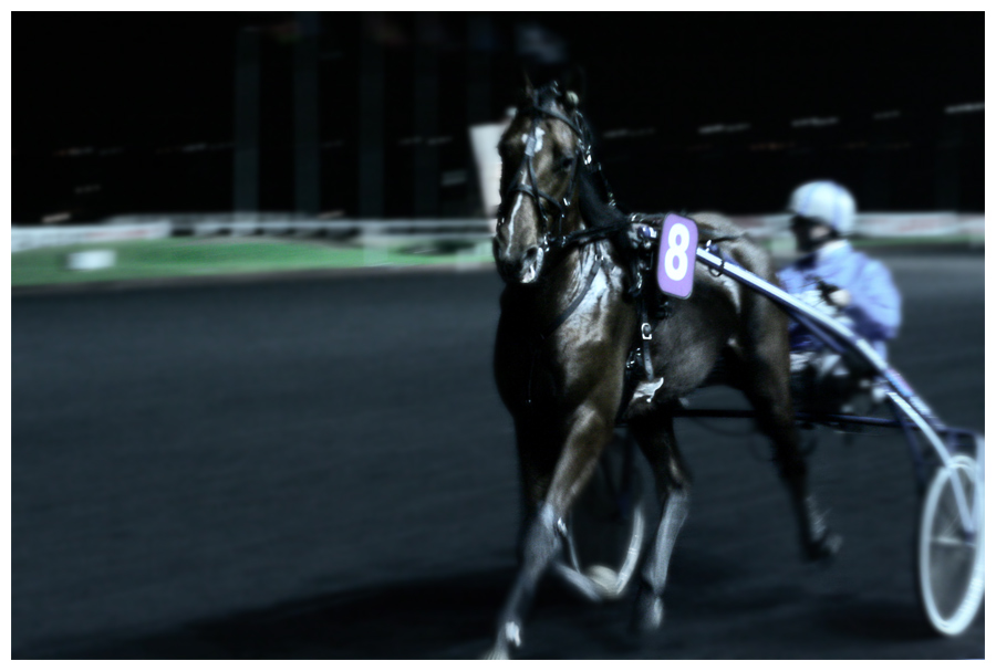 Au trot - Photographie de nuit