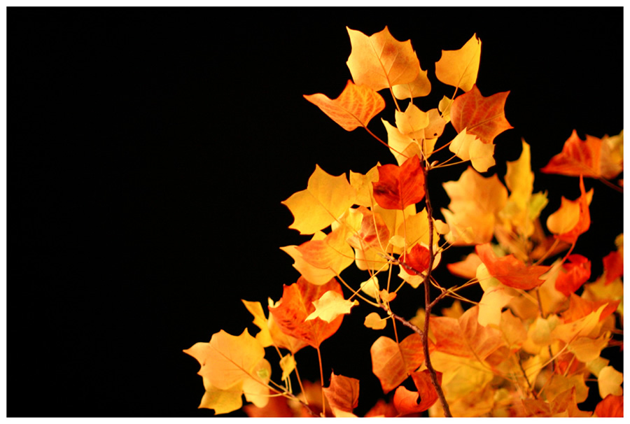 Nuit d'automne - Photographie de nuit